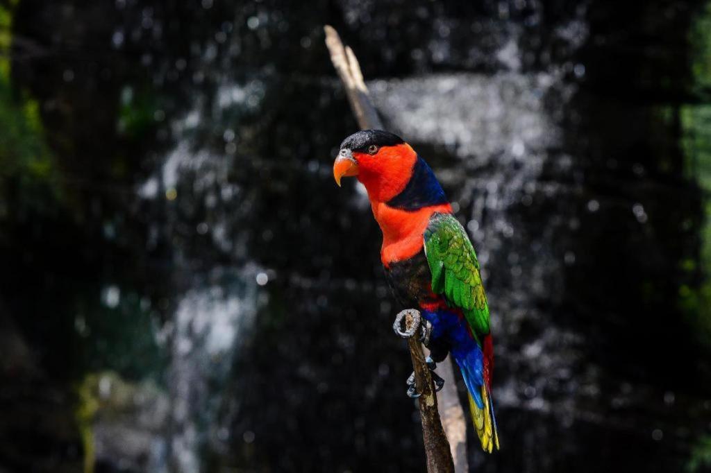 Wood Pecker Hotel Pakualaman Extérieur photo